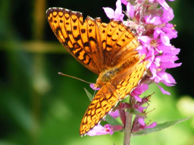 DSCF8143.jpg