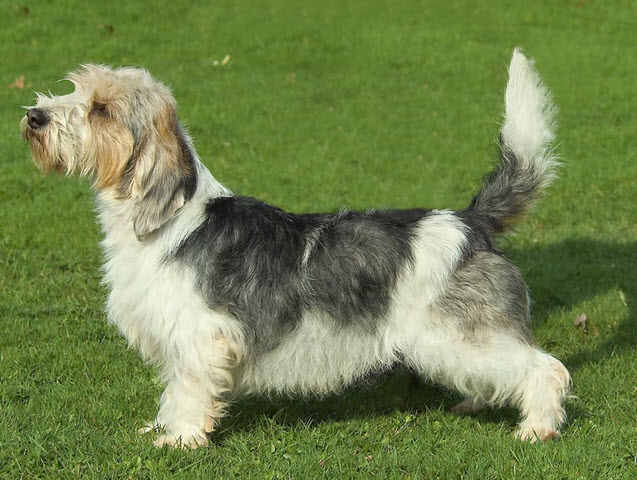 Petit-Basset-Griffon-Vendeen-8.jpg