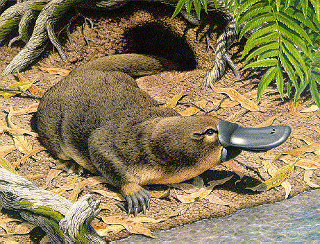 evolution-platypus.gif