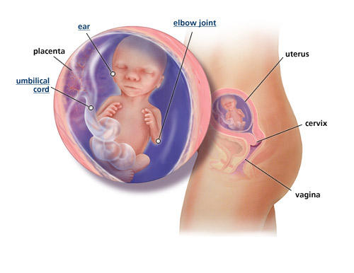 fetal-development-week-17.jpg