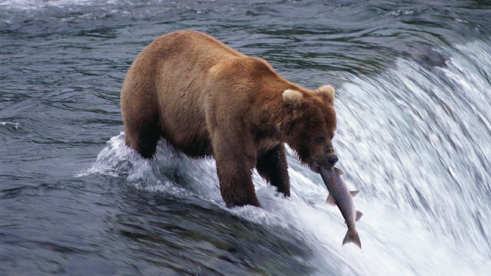lachs_001-jpg.183995