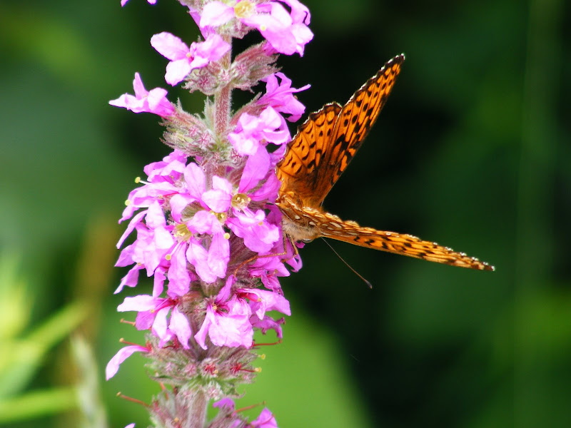DSCF8134.jpg