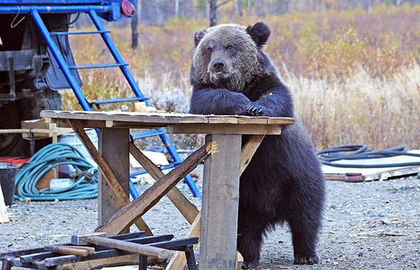 funny-bears-doing-human-things-30.jpg