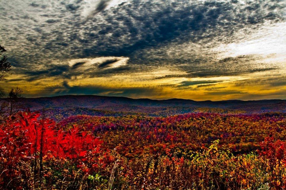 troylillyscheatmtnautumn1.jpg