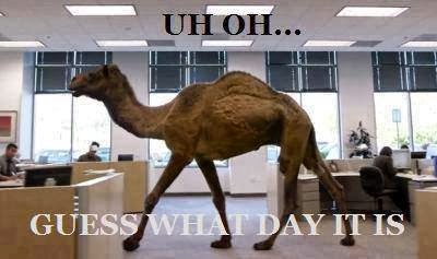 camel.jpg
