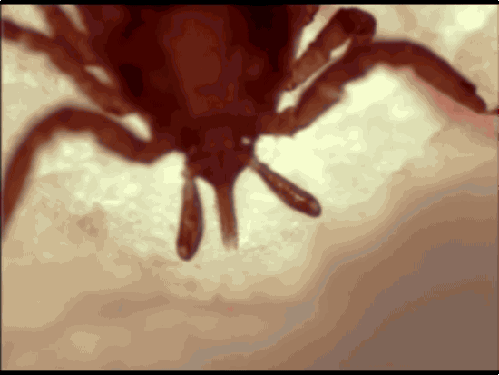 Tick-burrowing.gif