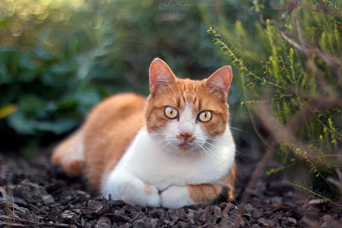 redhead_cutie__by_seb_photos-d80g9i9.jpg