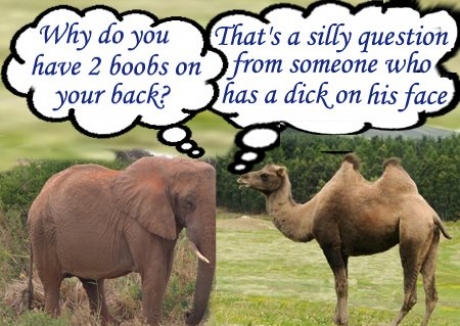hump-day-madness-12.jpg