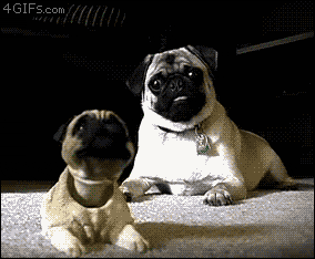 tumblr_mby88aevXc1r3k73wo1_400.gif