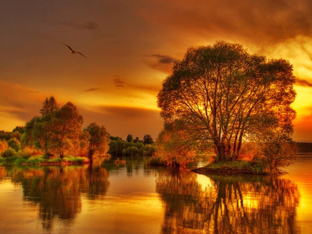 Gold-Nature-daydreaming-23366622-1024-768.jpg