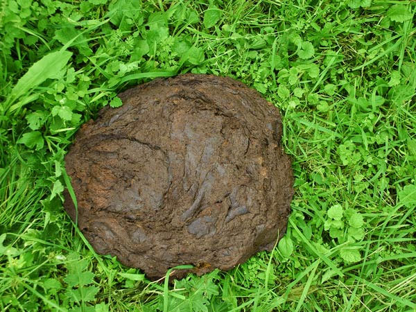 16-1445000153-cow-dung.jpg