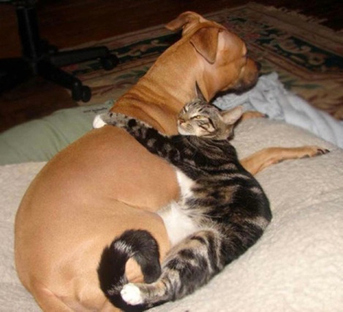 dog-cat2.jpg