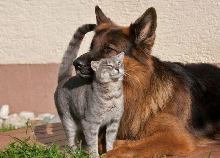 Dog+and+kitty.jpg