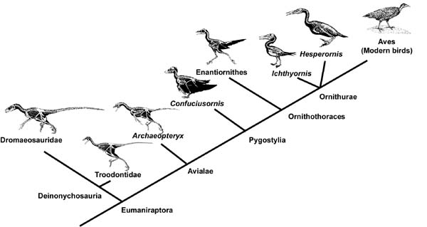 birdphylogeny2.jpg