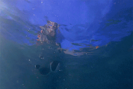 84434330.gif