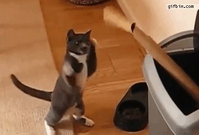 1340039970_cat_plays_with_paper.gif