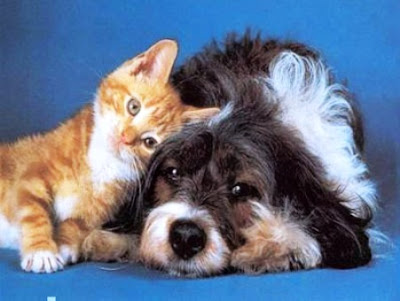 DogAndCatLove.jpg