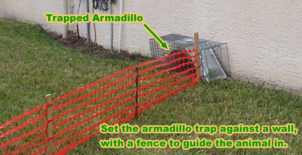 armadillosetup.jpg