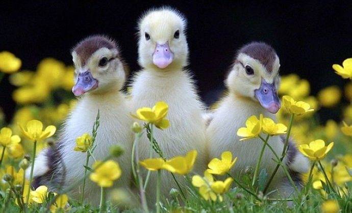 77688-Duckling-Trio-In-Springtime.jpg