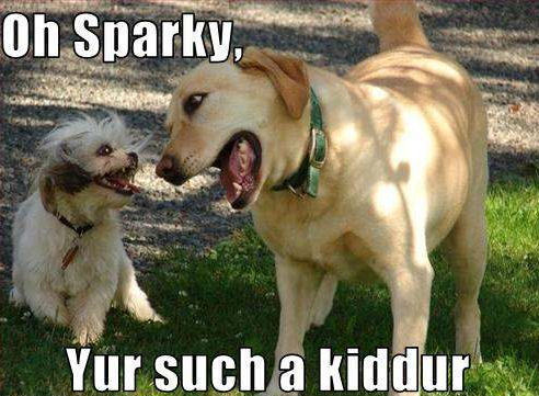 Joking-dogs-11749874-492-361.jpg