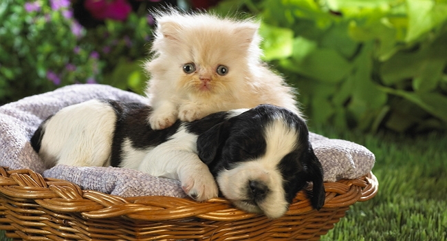 intro-kittens-puppies.jpg