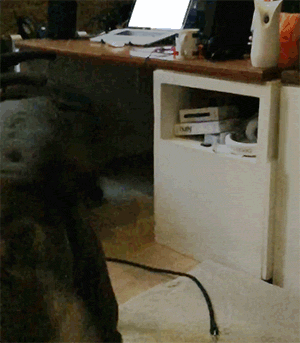 koira_ravistelee.gif