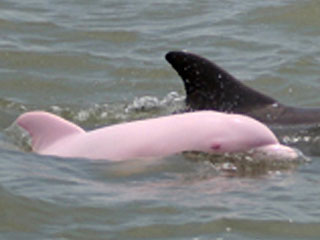 pink_dolphin_early.jpg