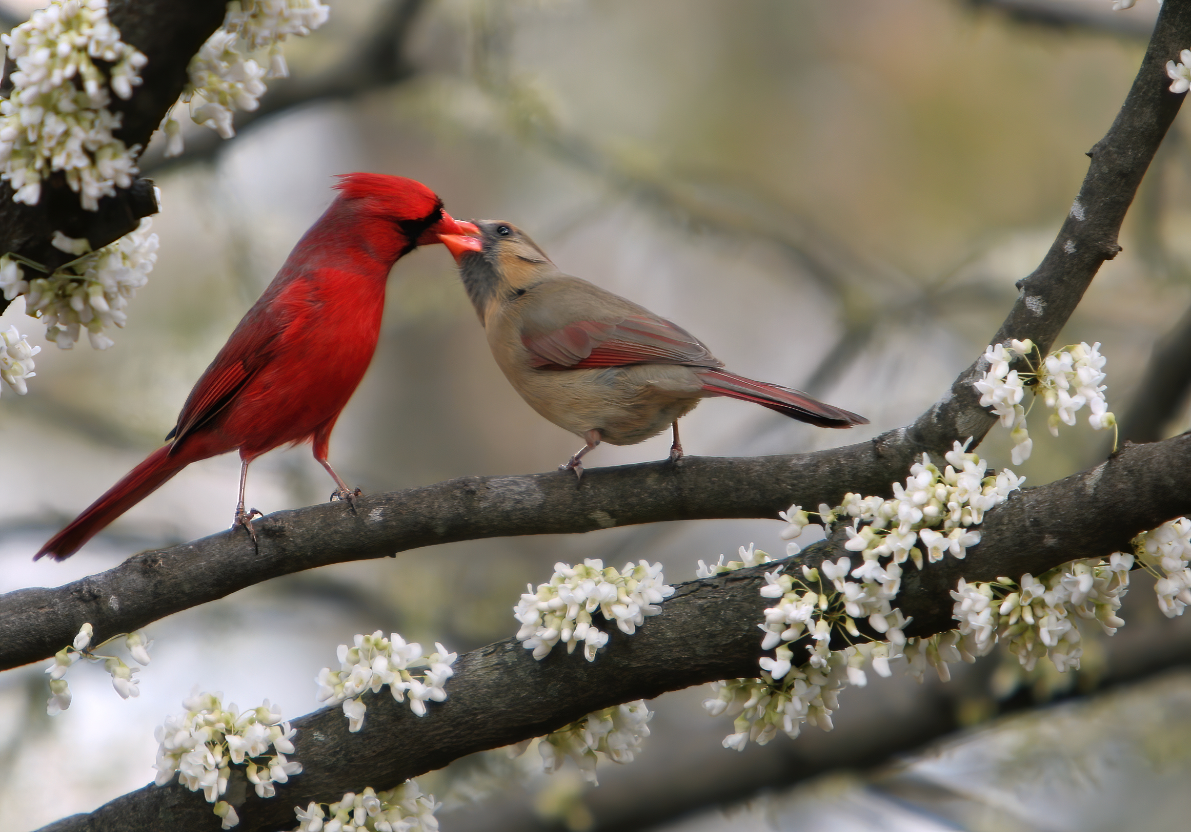 Cardinalis_cardinalis_in_Cercis_canadensis.jpg