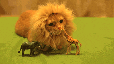 tumblr_n13s40iHEW1s199fdo1_400.gif