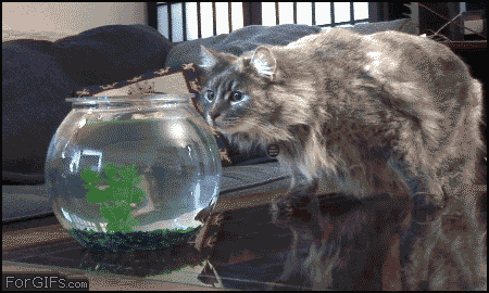 BPcT8.gif