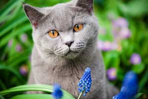 gray-cat-outdoors.jpg