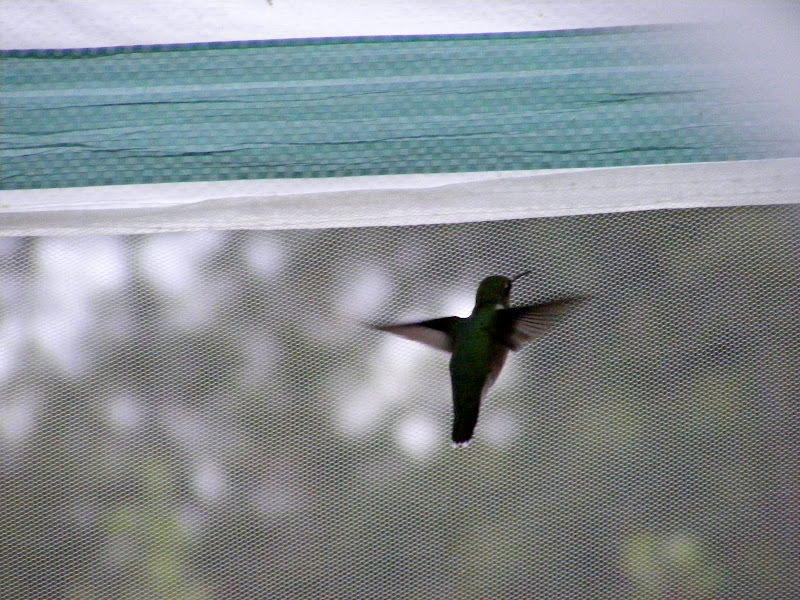 DSCF0290.jpg