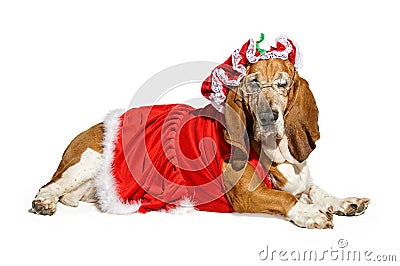 basset-hound-dog-wearing-a-mrs-santa-claus-outfit-thumb15712876.jpg