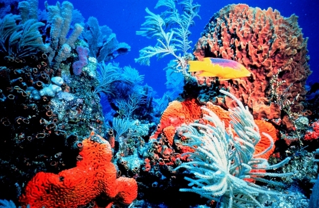 coral-4f32782-intro.jpg