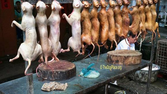 meat-market-dogs-Pl-Reuters-162-Pr-countries-eat-dog-korea-1803.jpg