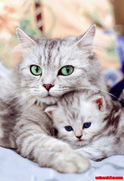 Awww-mom-cat-and-kitten...jpg