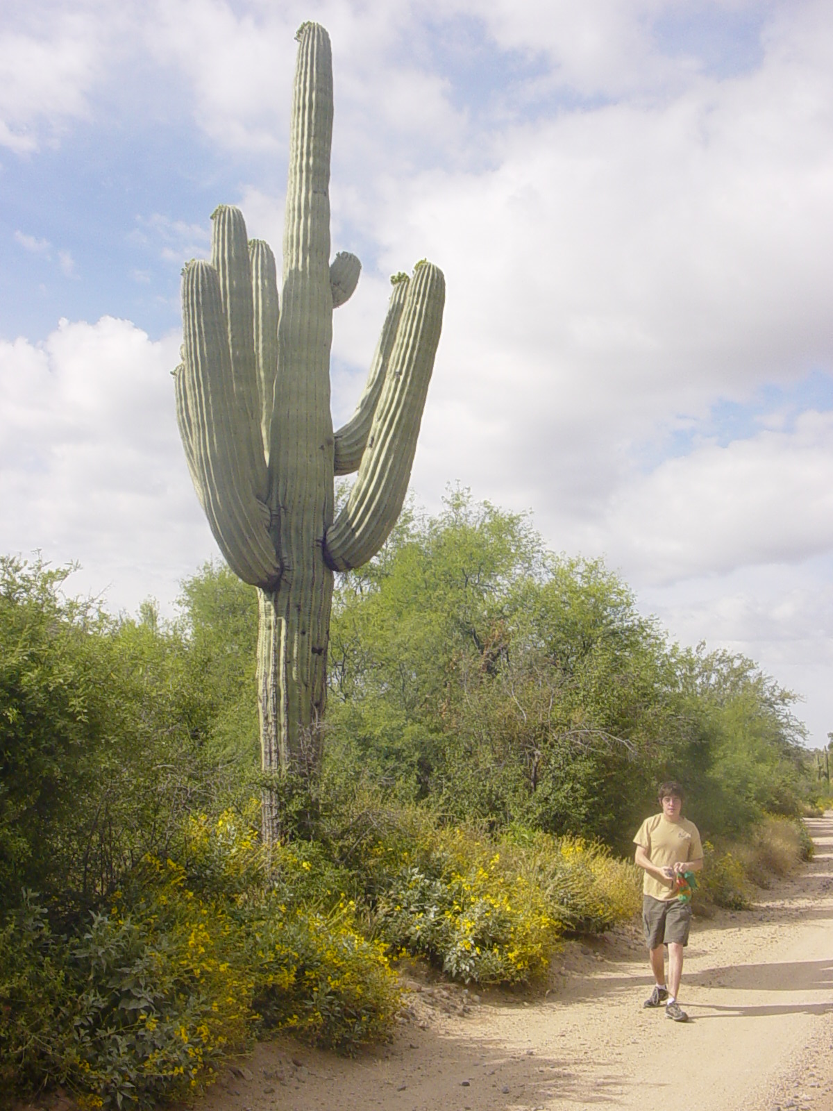 Saguaro_Cactus_AZ.jpg
