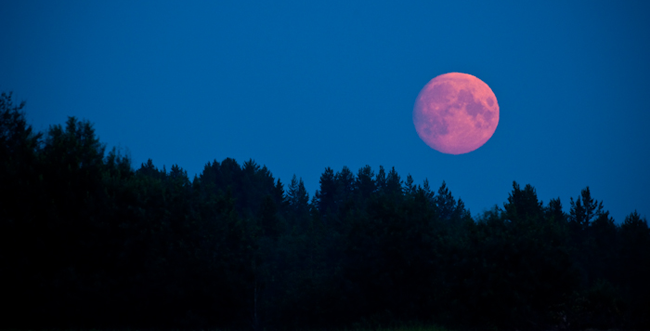 full-pink-moon-pic.png
