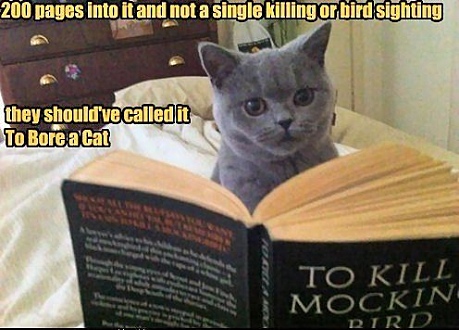 The-cat-as-book-critic.jpg