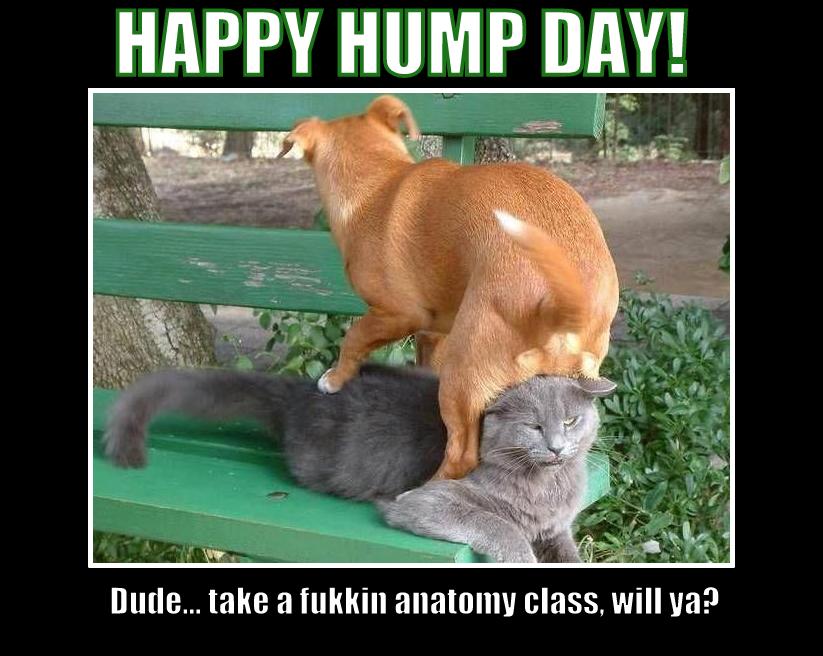 Hump-Day.jpg