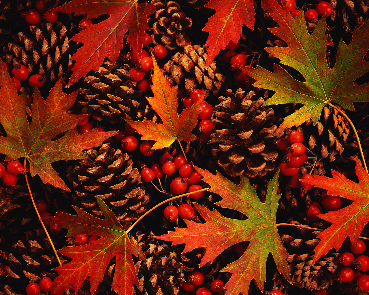 pinecones.jpg