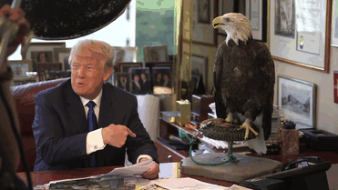 bald-eagle-attacks-trump-photo-shoot-time-magazine-gif-1.gif