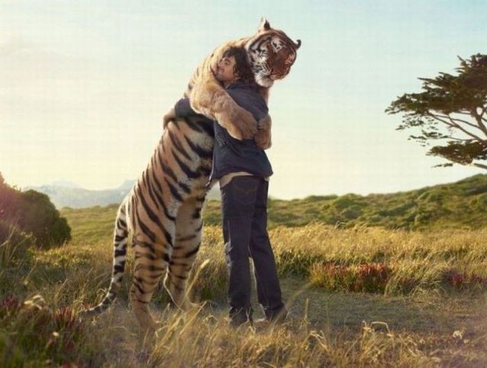 tiger-hug.jpg