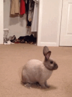 113.gif
