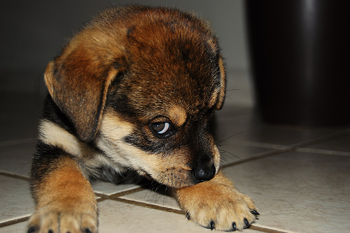 puppy_love.jpg