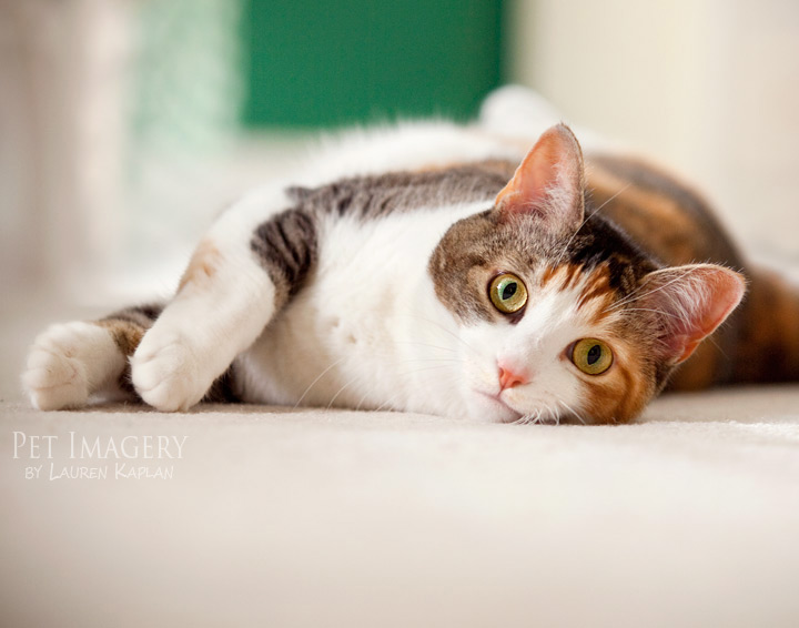 calico-cat_4155150.jpg