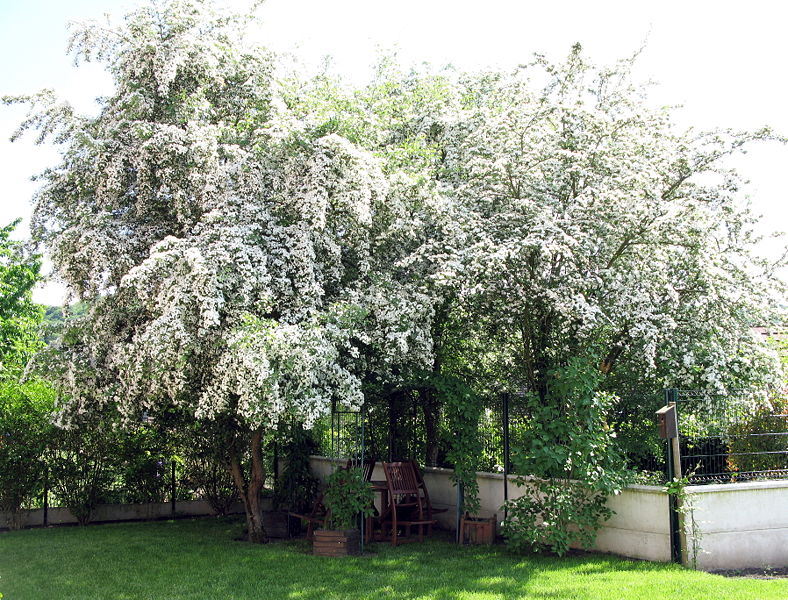 hawthorn_tree.jpg