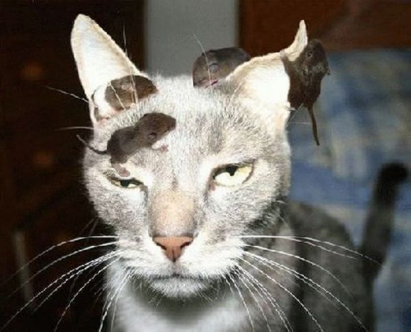 crazy-cats03_1.jpg