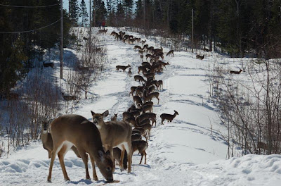 DeerTrail2.jpg