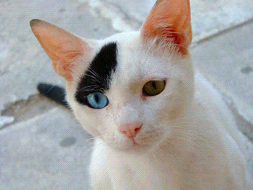 Odd-eyed_cat_by_ihasb33r-2.gif